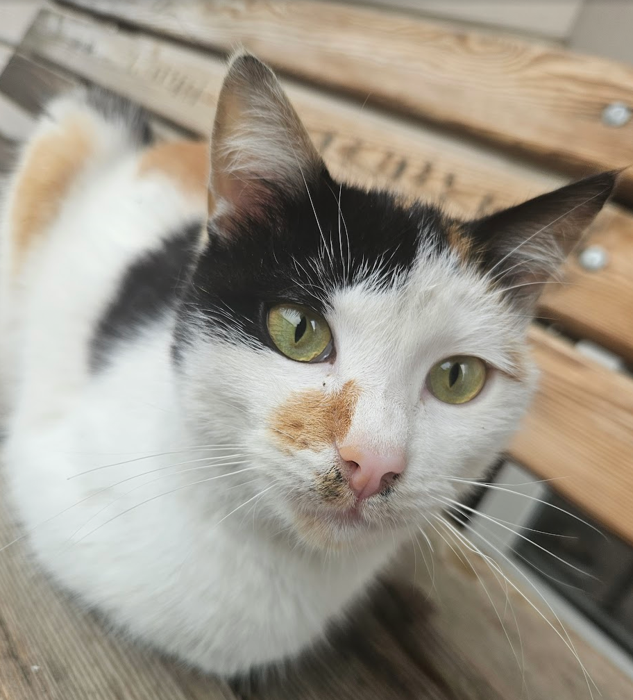 A close up picture of a cat I took at work.